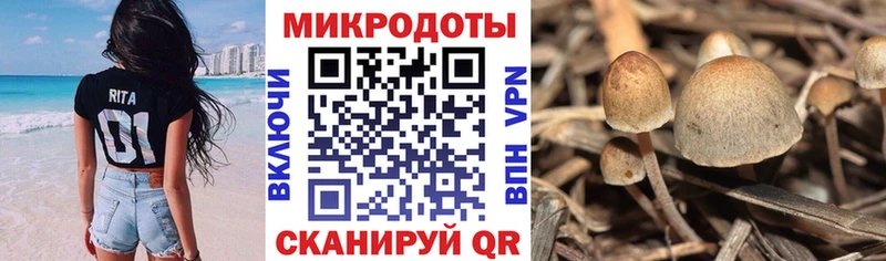 Купить  Бикин  Псилоцибиновые грибы GOLDEN TEACHER 